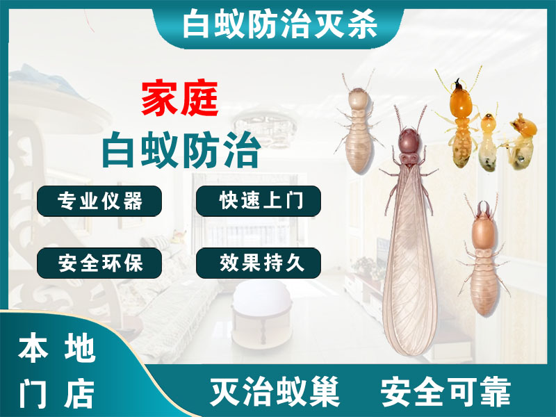 玉环家庭白蚁防治