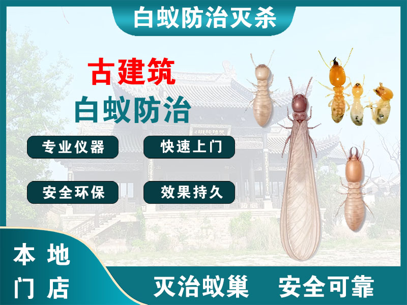 玉环古建筑白蚁防治